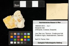 Foto (Objekt + Etiketten) von Decapoda indet. 